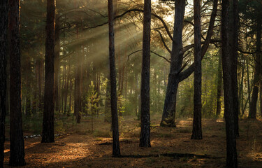 The sun's rays are breaking through the tree branches. Nice, sunny weather for hiking in nature.