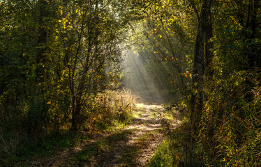Fototapeta premium The sun's rays are breaking through the tree branches. Nice, sunny weather for hiking in nature.
