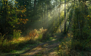 Fototapeta premium The sun's rays are breaking through the tree branches. Nice, sunny weather for hiking in nature.