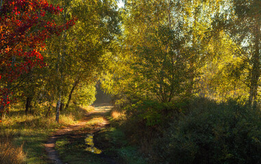 The forest is filled with morning sunlight. Nature walks. Hiking.