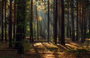 Fototapeta premium The sun's rays are breaking through the tree branches. Nice, sunny weather for hiking in nature.