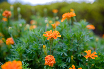 鮮やかなオレンジ色のマリーゴールド