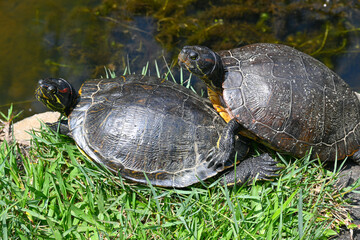 Anfibios, Tortugas, Lagartos y M&aacute;s: Fauna Ex&oacute;tica en su H&aacute;bitat Natural