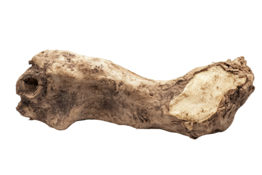 Dried Kava Root Pieces on a Wooden Surface, Perfect for Showcasing Natural Ingredients in Wellness Products with isolated on transparent background