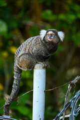 Monos del Mundo: Tití, Mono Rojo y Otras Especies Fascinantes