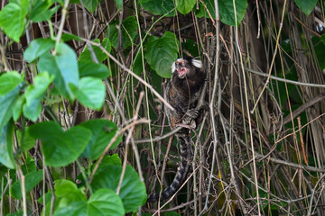 Monos del Mundo: Tití, Mono Rojo y Otras Especies Fascinantes