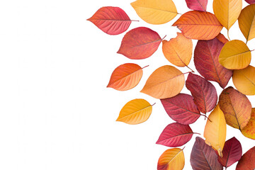 A collection of vibrant autumn leaves in shades of red, orange, yellow, and a hint of brown arranged artistically against a clear background, showcasing the beauty of fall foliage during the autumn se