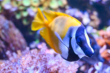 Vida Marina: Peces, Estrellas de Mar y Caballitos de Mar en su Hábitat Natural