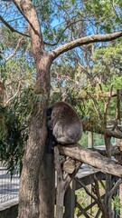 koala sleeping on a branch