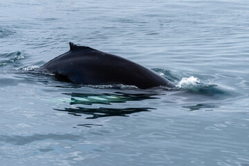 Humpback whale