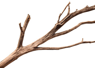 Realistic dry tree branch isolated on a white background.