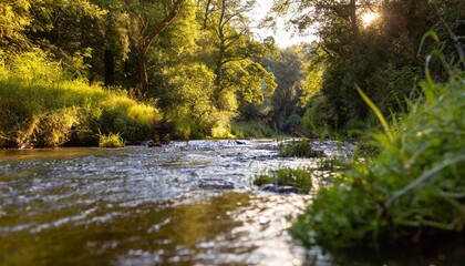 Naklejka premium Serene River Flowing Through Dense Forest Captured in Golden Hour Light