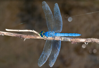 Blue dragonfly perched on a small twig