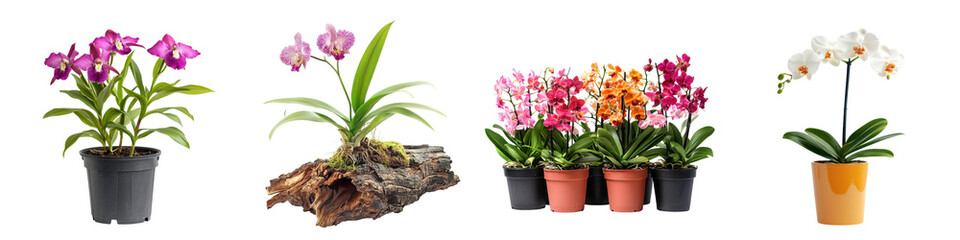 Naklejka premium Vibrant and Colorful Orchid Flowers Growing in Decorative Pots Arranged on a Clean White Background Closeup Shot of Exotic Tropical Plant with Delicate Petals and Lush Foliage