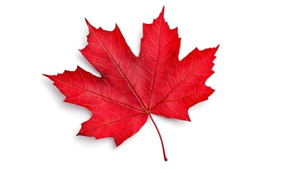 Vibrant Red Maple Leaf Isolated on White Background Perfect for Autumn and Nature Themes in Design Projects and Eco-Friendly Imagery