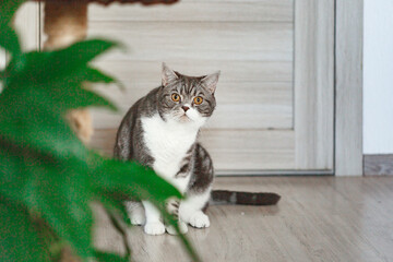 Cute cat sitting on floor at home
