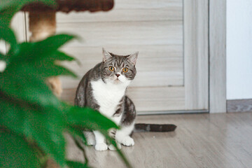 Cute cat sitting on floor at home
