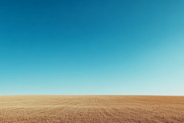Fototapeta premium Spacious golden field under a clear blue sky during a sunny day