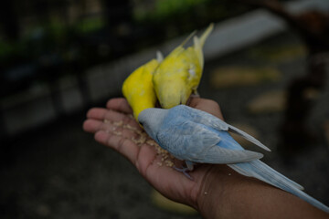 The tiny, adorable Budgerigar bird is very cute and easy to tame with humans.