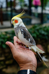 There&rsquo;s a reason why the cockatiel is one of the most popular companion birds &mdash; this slender Australian parrot can be both cuddly and bold. Cockatiels can also be curious and, at times, feisty.