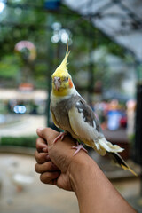 There&rsquo;s a reason why the cockatiel is one of the most popular companion birds &mdash; this slender Australian parrot can be both cuddly and bold. Cockatiels can also be curious and, at times, feisty.
