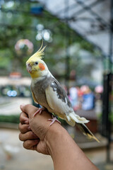 There&rsquo;s a reason why the cockatiel is one of the most popular companion birds &mdash; this slender Australian parrot can be both cuddly and bold. Cockatiels can also be curious and, at times, feisty.