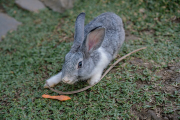 cute rabbits eating grass. Cute white rabbits eating in the park and ready to play