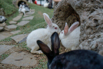 cute rabbits eating grass. Cute white rabbits eating in the park and ready to play