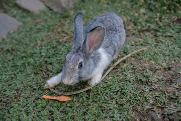 cute rabbits eating grass. Cute white rabbits eating in the park and ready to play