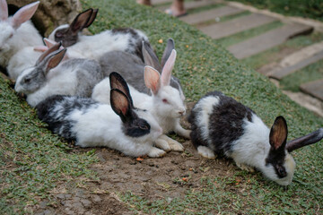 cute rabbits eating grass. Cute white rabbits eating in the park and ready to play