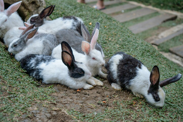 cute rabbits eating grass. Cute white rabbits eating in the park and ready to play