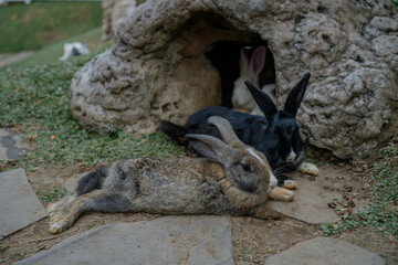 cute rabbits eating grass. Cute white rabbits eating in the park and ready to play