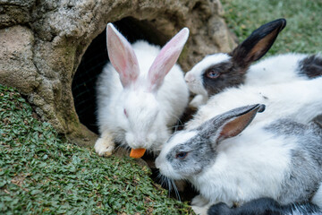 cute rabbits eating grass. Cute white rabbits eating in the park and ready to play
