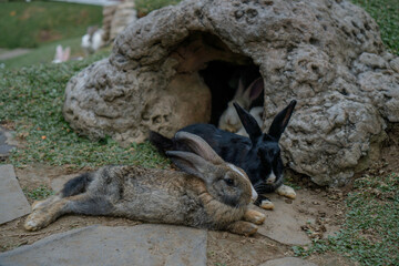 cute rabbits eating grass. Cute white rabbits eating in the park and ready to play