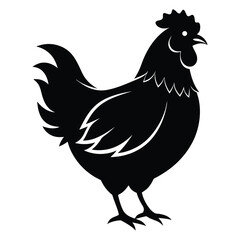 rooster isolated on white