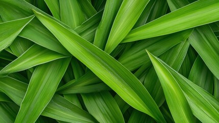 Lush green leaves nature's abundance close-up vibrant environment textured view plant life concept
