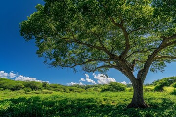 Obraz premium Clear blue sky with a lush green tree and vibrant greenery, creating a serene and picturesque landscape.
