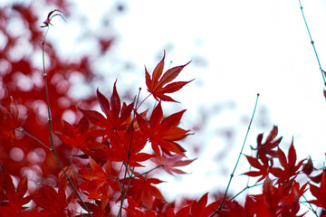 Japanese red maple leaf isolated on white background