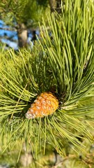 close up of pine cones