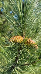 Binding together, acorns on the pine branch 
