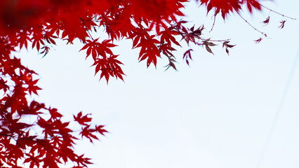 beautiful red maple leaves for cover and background