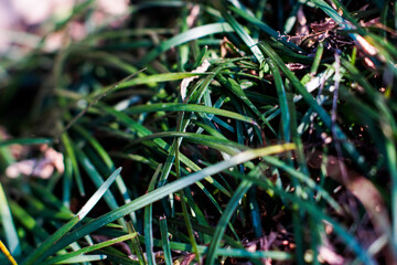 Liriope leaves, muscari leaves in the garden