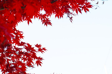 autumn leaves. red maple leaf isolated. autumn background.