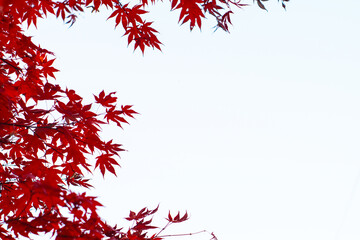 autumn leaves. red maple leaf isolated. autumn background.