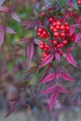 Nandina domestica - Sacred Bamboo winter red berries