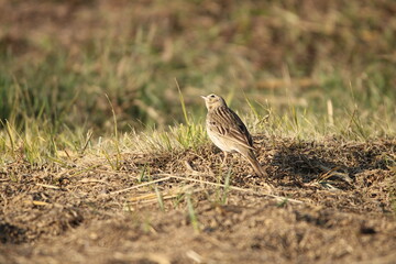 a bird on the ground