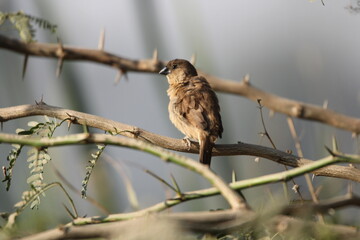 red backed shrike