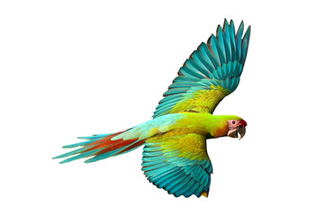 Colorful flying Military Macaw parrot isolated on transparent background png file	