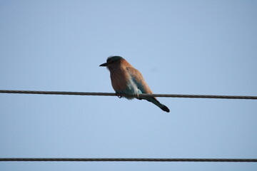 bird on a wire