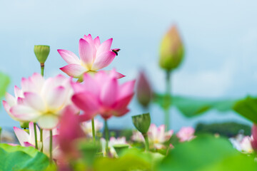 蓮の花とつぼみが咲き誇る風景
